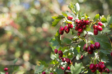 Ripe hawthorn berries grow on a bush, hawthorn branches. Useful medicinal plants