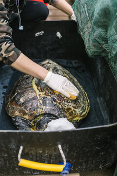 shell from a sea turtle gets cleaned from a vet