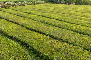 Tea plantation beds close-up