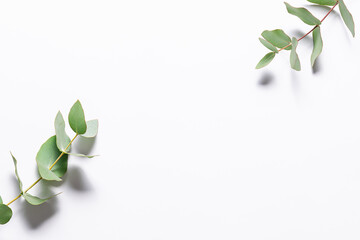 Beautiful twigs of fresh aromatic eucalyptus on white background with copy space for your text. Minimal style composition.
