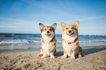 two Happy welsh corgi pembroke dogs at a beach