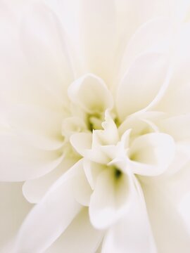 Macro close up of white flowers with green and yellow center