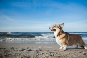 Happy welsh corgi pembroke dog at a beach