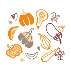 Hand drawn vector set of decorative pumpkins and squash. Cartoon style vegetables illustration. Autumn harvesting.