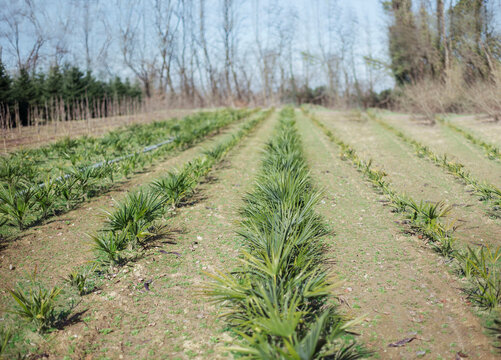 Palma trees nursery in open air
