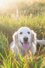 white golden retriever lies in tall grass at sunset