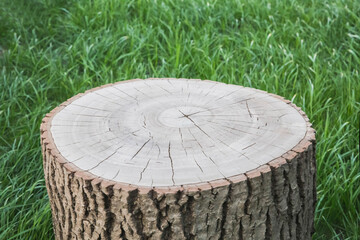 wood stump in the forest on a background of grass
