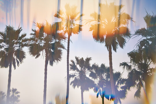 Beautiful palms through prism optics