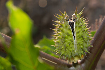boll Datura stramonium close up