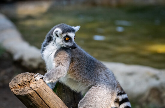 lemuri del madagascar al bioparco di roma