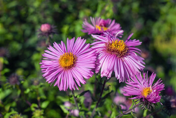 Purple Symphyotrichum flowers in the garden, background.
