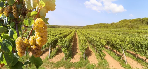 Fotobehang Witte wijndruiven bij een wijngaard dichtbij een wijnmakerij vóór oogst, Wijnproductie in het gebied van Toscanië, Italië Europa © ah_fotobox
