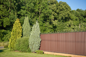 A bed of coniferous trees next to a home fence against the background of a forest