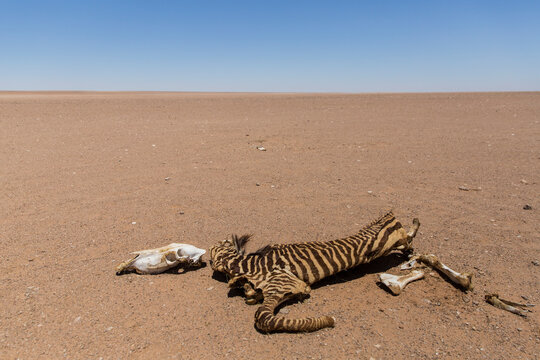 Zebra Body