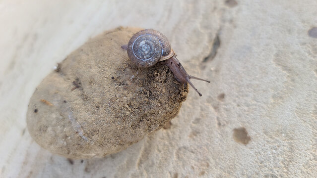 snail rock