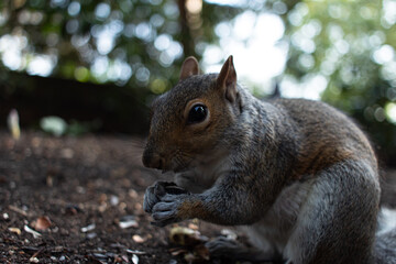 Obraz premium Detail picture of a squirrel looking for food in the grass of Holland´s Park in London, United Kingdom
