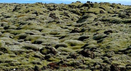 Green moss Cetraria islandica on volcanic Lava fields in Iceland. Soft green icelandic moss. Icelandic lung. Icelandic lichen. 