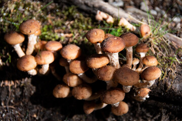 Lots of small brown mushrooms grow on the damp soil