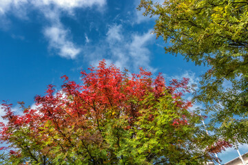 Autumn colors. Multicolored, mostly red, pink leaves on rowanberry tree during early autumn. Strong colors like fire. Blue sky with white clouds between branches, red and green leaves. Urban beauty