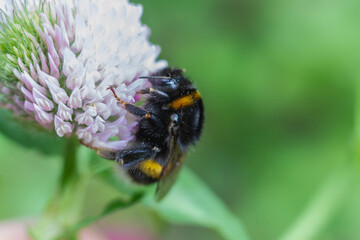 Bumblebee on a clover flower close-up.