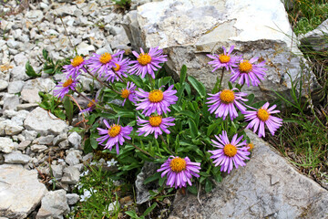 astro delle alpi (Aster alpinus)