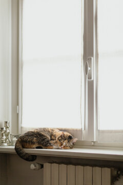 Calico cat sleeping blissfully on windowsill over radiator