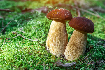 Cute penny bun mushroom is growing in the grass. The beautiful small brown cap of a cep is in the...
