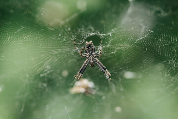 Spider on its web