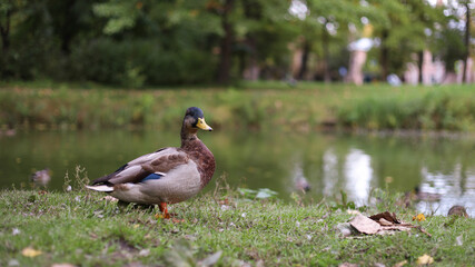 Wild duck on a pond in autumn Park