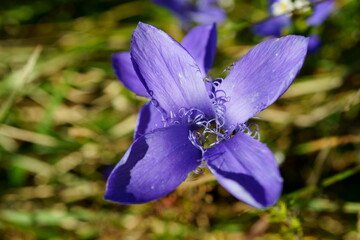 Gentiana ciliata (fringed gentian) partially focused (macro)