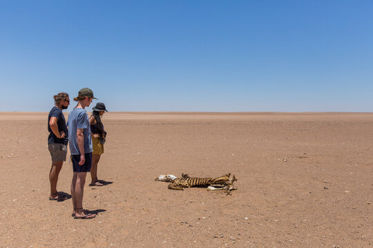 RIP Zebra in the desert wilderness