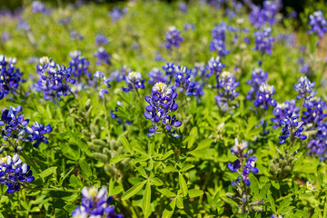 Texas Bluebonnets in the summer sun in a green field