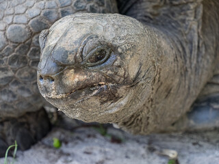 giant tortoise head
