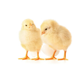 Fototapeta premium Cute hatched chicks on white background