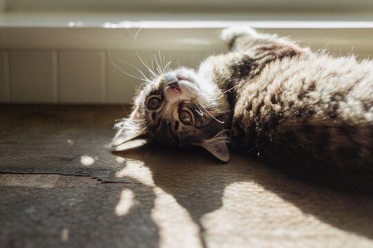 kitten dozing in a patch of sunlight on a table by the window