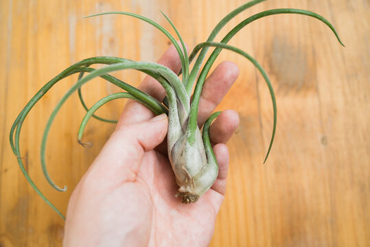 Tillandsia caput medusae