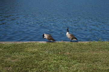 Geese at the River's Edge
