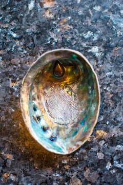 Abalone shell on marble table