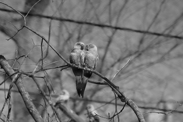 two birds in tree
