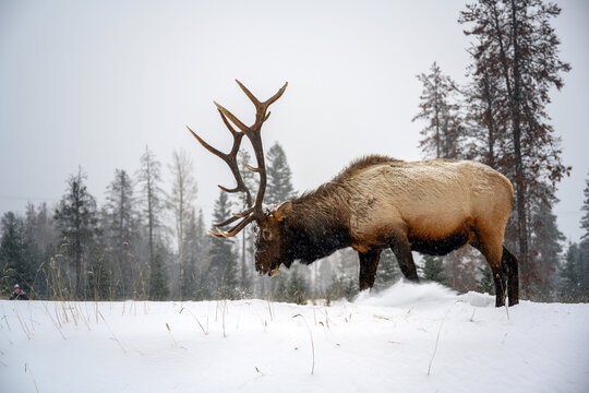 Bull Elk Snow Images – Browse 3,829 Stock Photos, Vectors, and Video |  Adobe Stock