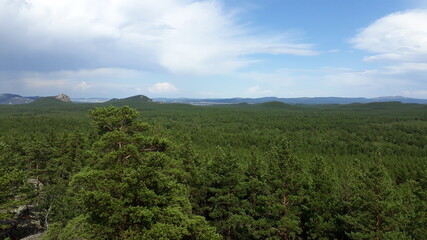 Obraz premium forest in the mountains