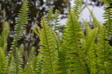 HAWAII FERNS