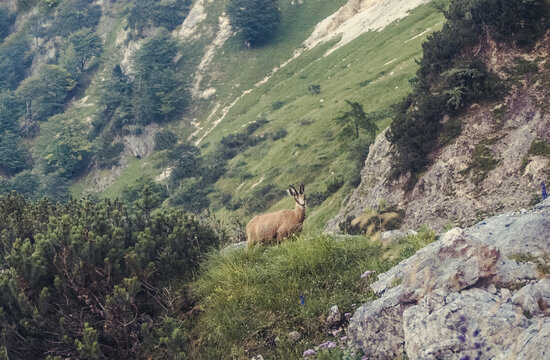 alpine chamois in the austrian alps