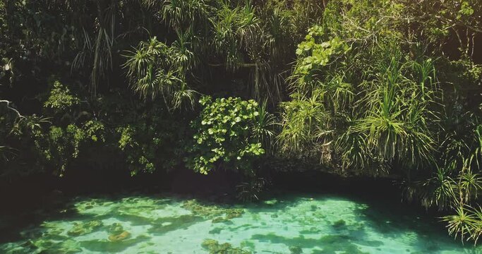 Closeup tropic trees leaves over emerald lake with corals of Weekuri attraction, Wild Sumba Island, Indonesia, Asia. Wonderful landscape of salt water in jade color with exotic plants in zoom shot