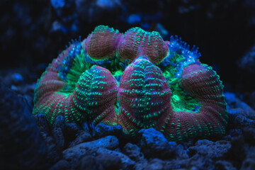 Coral in tank