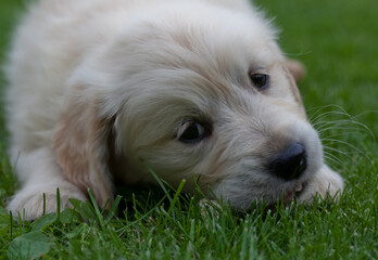 Nine week old 'Amber' the Golden Retriever puppy.