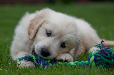 Nine week old 'Amber' the Golden Retriever puppy.