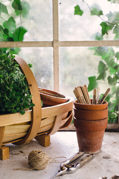 Herb plants, seed markers, a trug and pots in a greenhouse.