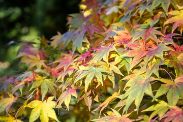 Autumn leaves at Batsford Arboretum, Gloucestershire