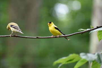 Adult male and juvenile goldfinch sharing a branch